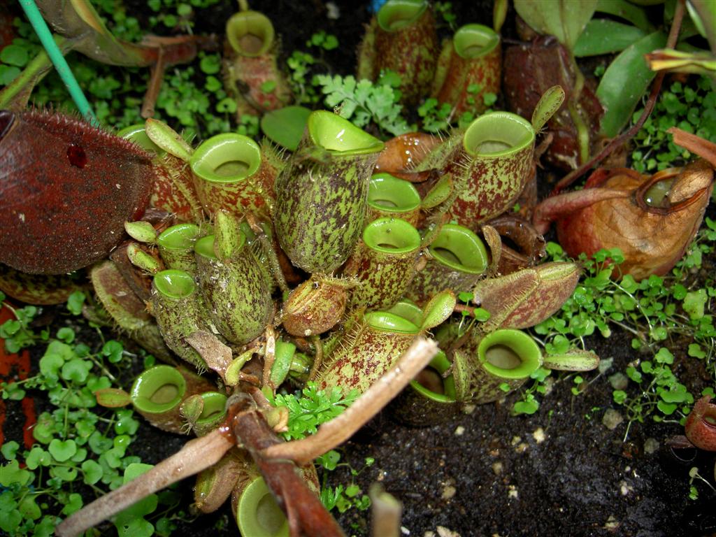 Nepenthes ampullaria 'Red Speckled', basal carpet